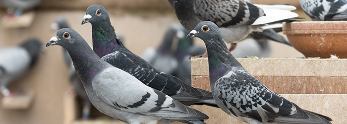 dépigeonnisation  boulongerie à casablanca