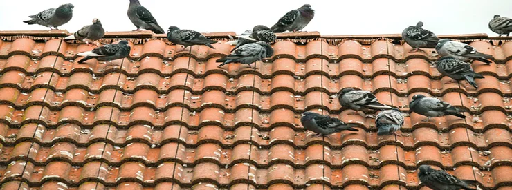pigeons à casablanca