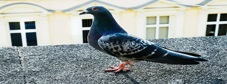 solution contre les pigeons à casablanca