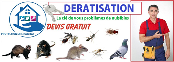 anti souris à casablanca