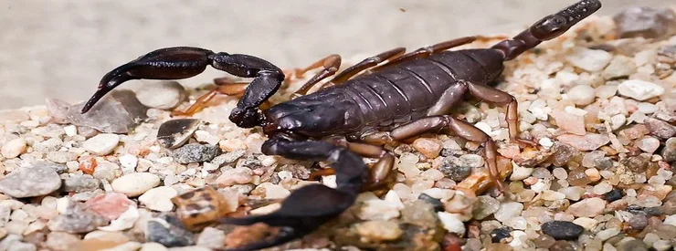 scorpions à casablanca
