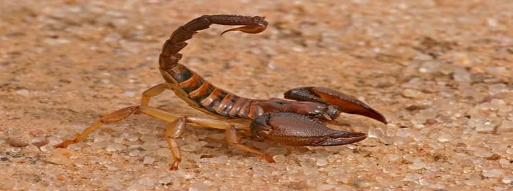 solution contre les scorpions à casablanca