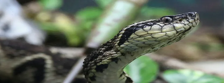traitement contre les serpents à casablanca