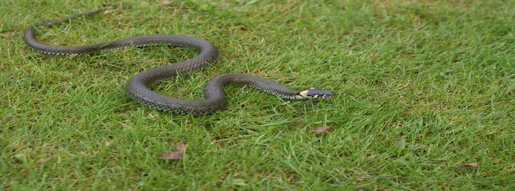 serpents à casablanca