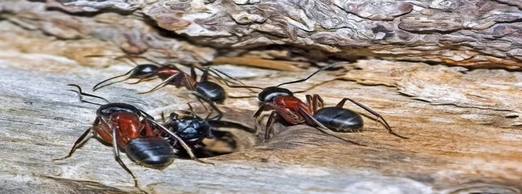 Société de traitement anti fourmis à casablanca 