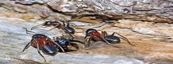 Société de traitement anti fourmis à casablanca