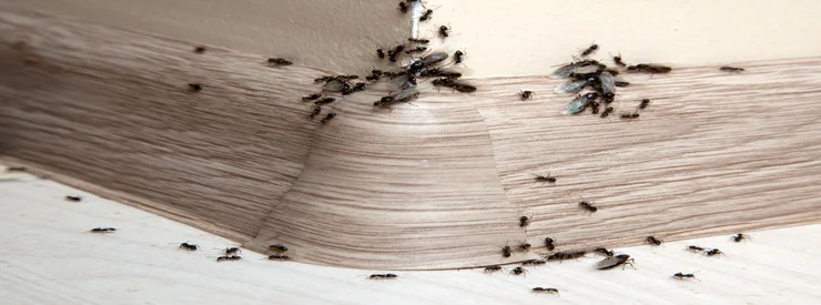 solution contre les fourmis à casablanca