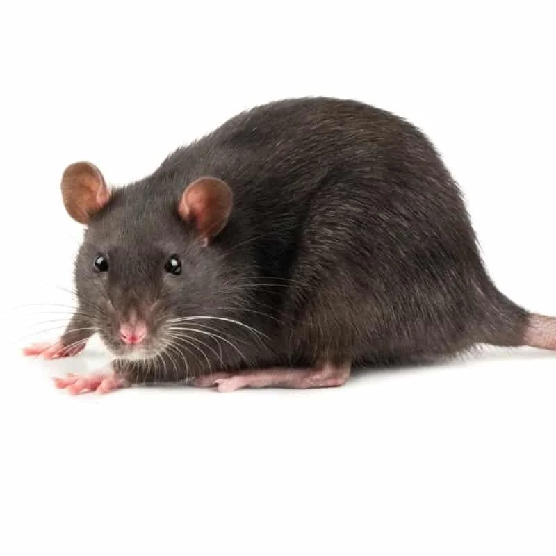 traitement anti rats & souris
