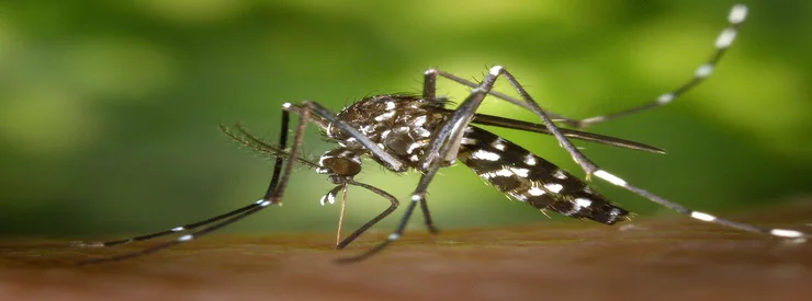 société de traitement contre les moustiques à casablanca 